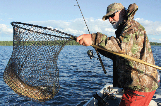 An Older fisherman catched the dangerous catfish