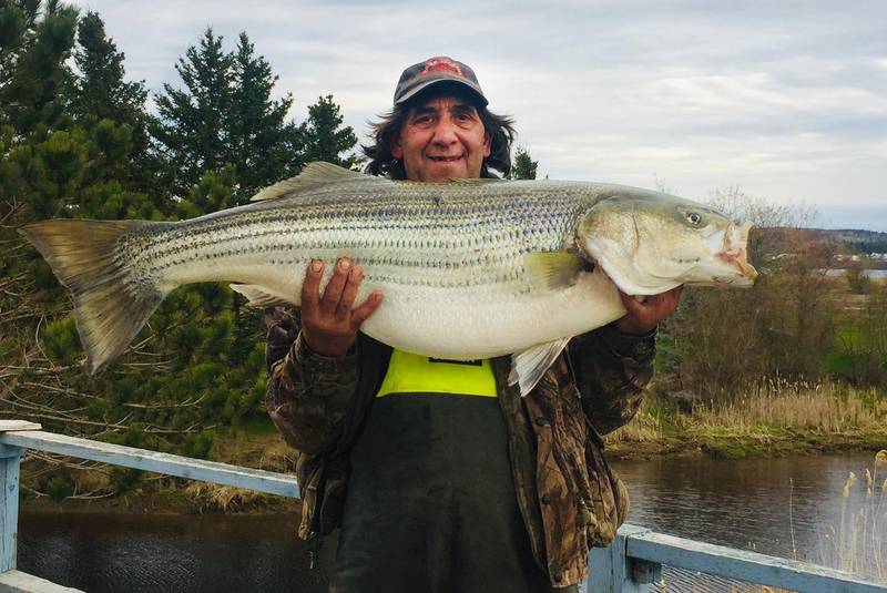 A man catch white perch and showing for us