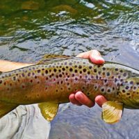 Image of a person holding a dead brown trout.