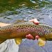 Image of a person holding a dead brown trout.