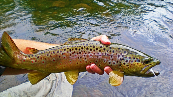 Image of a person holding a dead brown trout