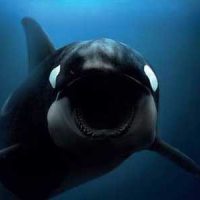 Image of a Large Blackfish in the sea