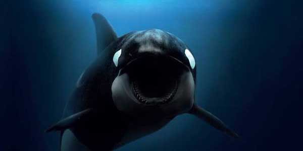 Image of a Large Blackfish in the sea