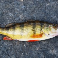 Image showing a dead fish placed on the floor