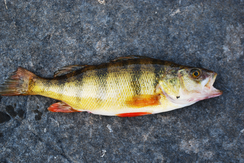 Image showing a dead fish placed on the floor