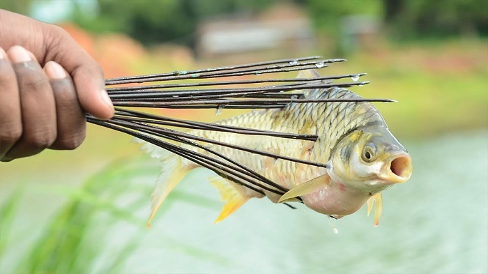 A Fisher Man Hold The Striper Fish - By Traditional Method Of Fishing.