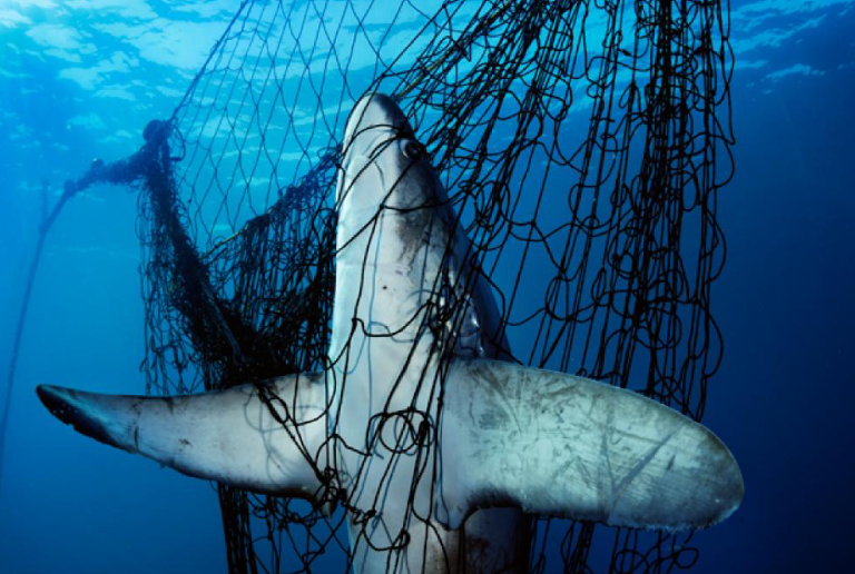 A Large Fish In Net.