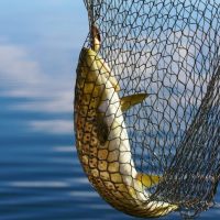 A Large Fish Caught In The Fishing Net.