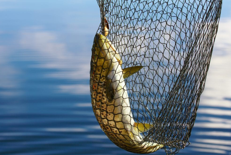 A Large Fish Caught In The Fishing Net.
