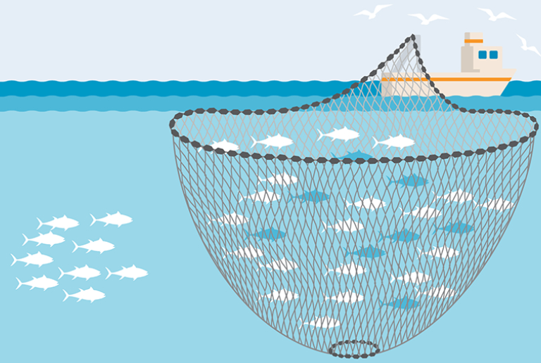 Vector Image of A Fishing Net Throwing From The Boat.