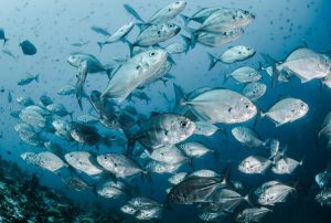 5 Effective Sustainable Fishing Methods