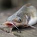 The Hardhead Catfish Placed On The Table.