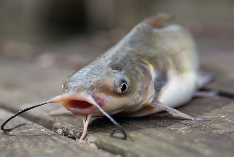 The Hardhead Catfish Placed On The Table.