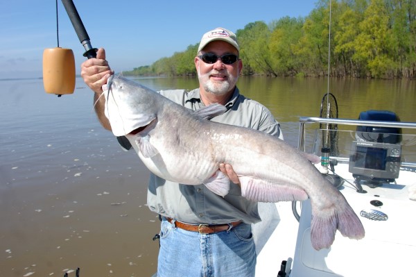 A Man Cateched The Big Catfish & Holding By His Hand.