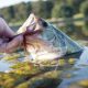 A Man Cateched A Fish From The Freshwater Lake.