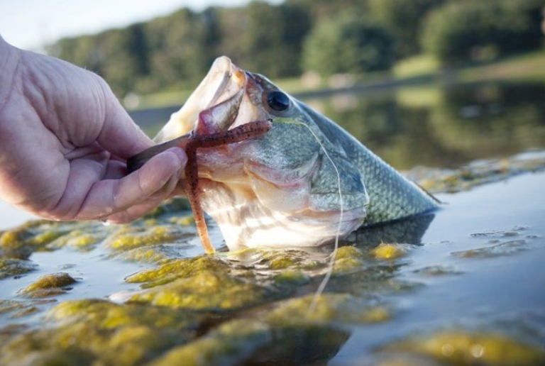 A Man Cateched A Fish From The Freshwater Lake.