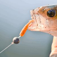 A Close-up Shot Of A Fish.