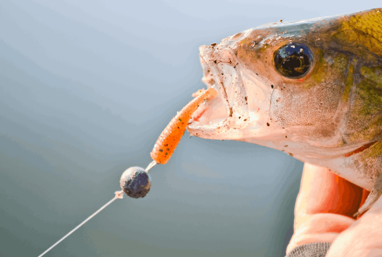 A Close-up Shot Of A Fish.