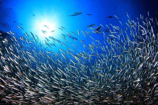 Diving With Group of Jack Fish.