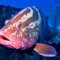 An Underwater Shot Of Large Fish.