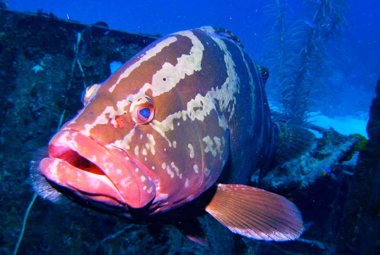 An Underwater Shot Of Large Fish.