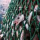 Group Of Fishes Catched Up In A Net.