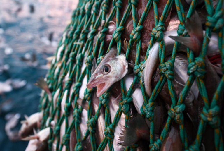 Group Of Fishes Catched Up In A Net.